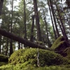 Old Growth, New Growth
