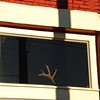 Antler in Window
