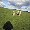 Sheep and Shadow