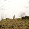 White Horse