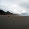 Leashed Dog
Kalaloch Beach, OR