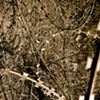 Razors Amongst Weeds