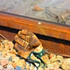 Lend a Hand