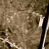 Modern Barbed Wire