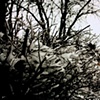 Ice in the Morning