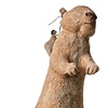 Prairie Dog