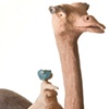 Ostrich 