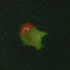 green and red fish