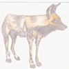 wild-dogs