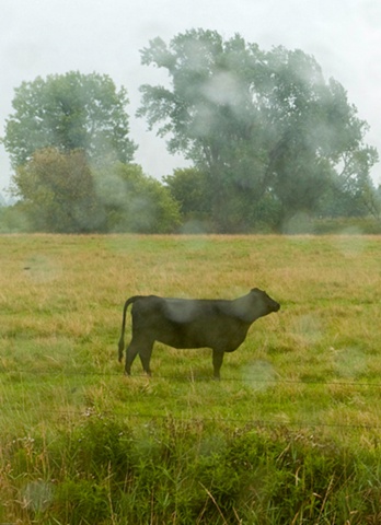 steer
