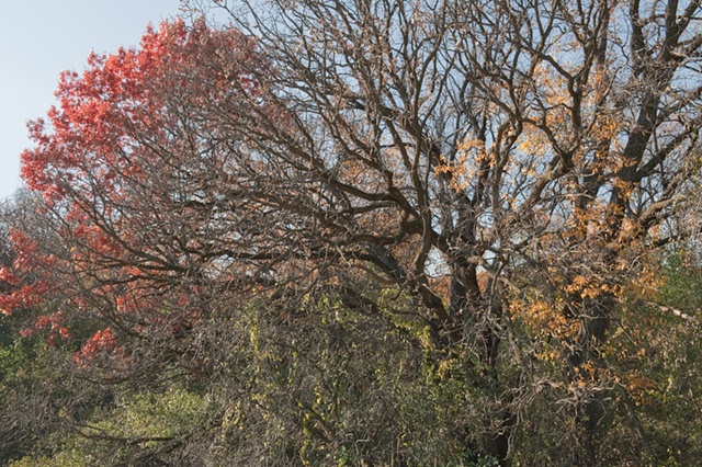 nippersink oaks 11