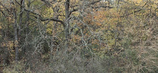 nippersink oaks 9