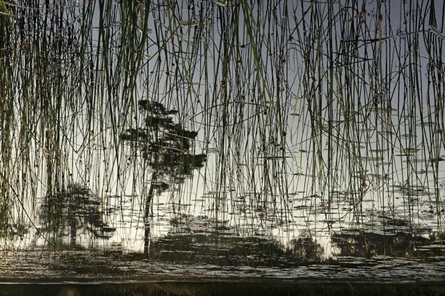 Dead River View #21