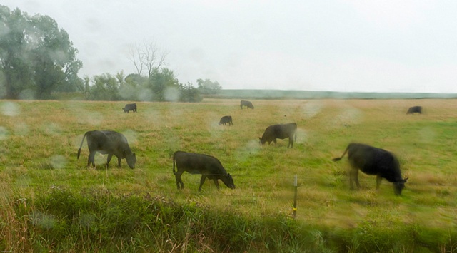 cattle
