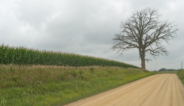 dead tree
