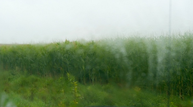 corn