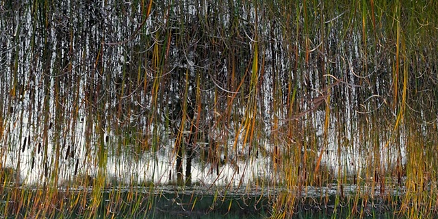 Dead River View #12