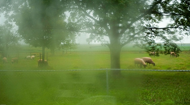 sheep