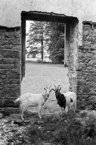 goats