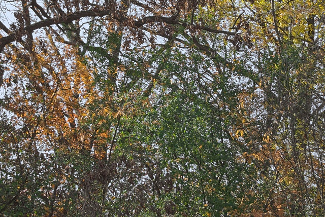 nippersink oaks 10