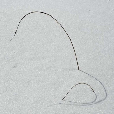 snow rushes 2:3
