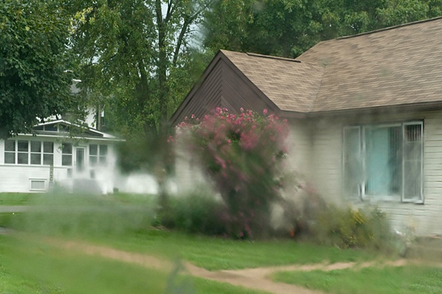 flower bush