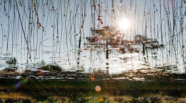 Dead River View #24