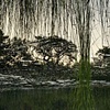 Dead River View #19

