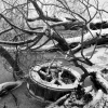 _DSC4235