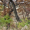 nippersink oaks 12