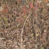 brambles #2
