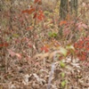 in the brambles