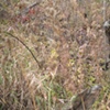 stick 1