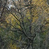 nippersink oaks 8