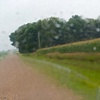 corn 2