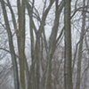 bottomland winter