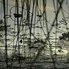 Dead River View #4

