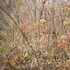 brambles 3