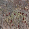 sumac 5