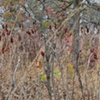 sumac 7