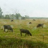 cattle