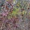 sumac 3