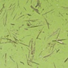 yellow river duckweed #5