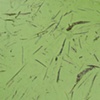 yellow river duckweed #1