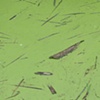yellow river duckweed #8