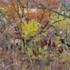 sumac 1