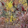 sumac 2