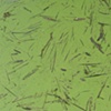 yellow river duckweed #3