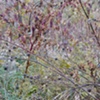 pokeweed 4