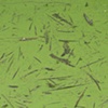 yellow river duckweed #7